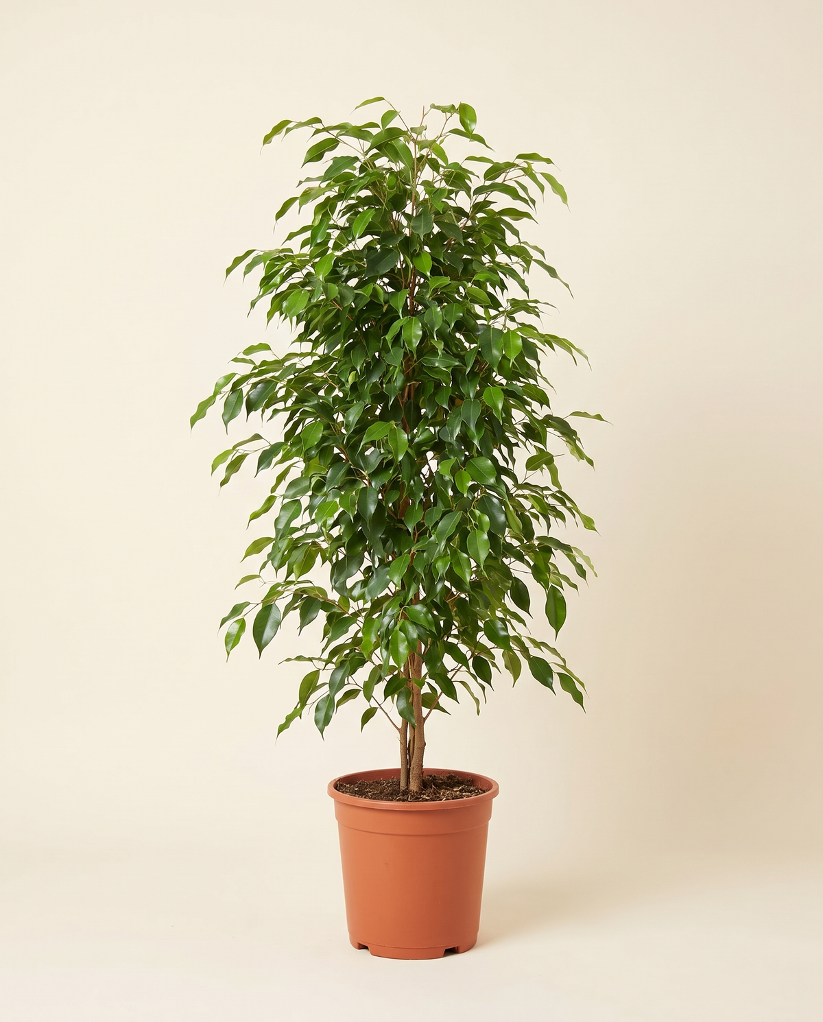 Ficus benjamina weeping fig in a terracotta nursery pot