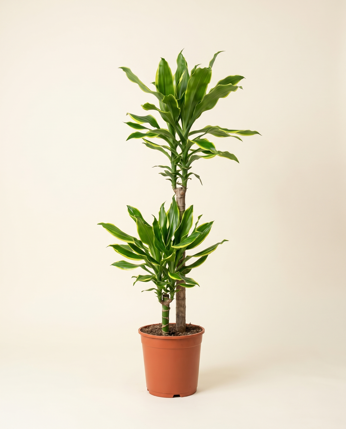 Dracaena fragrans Lemon Lime in a terracotta nursery pot