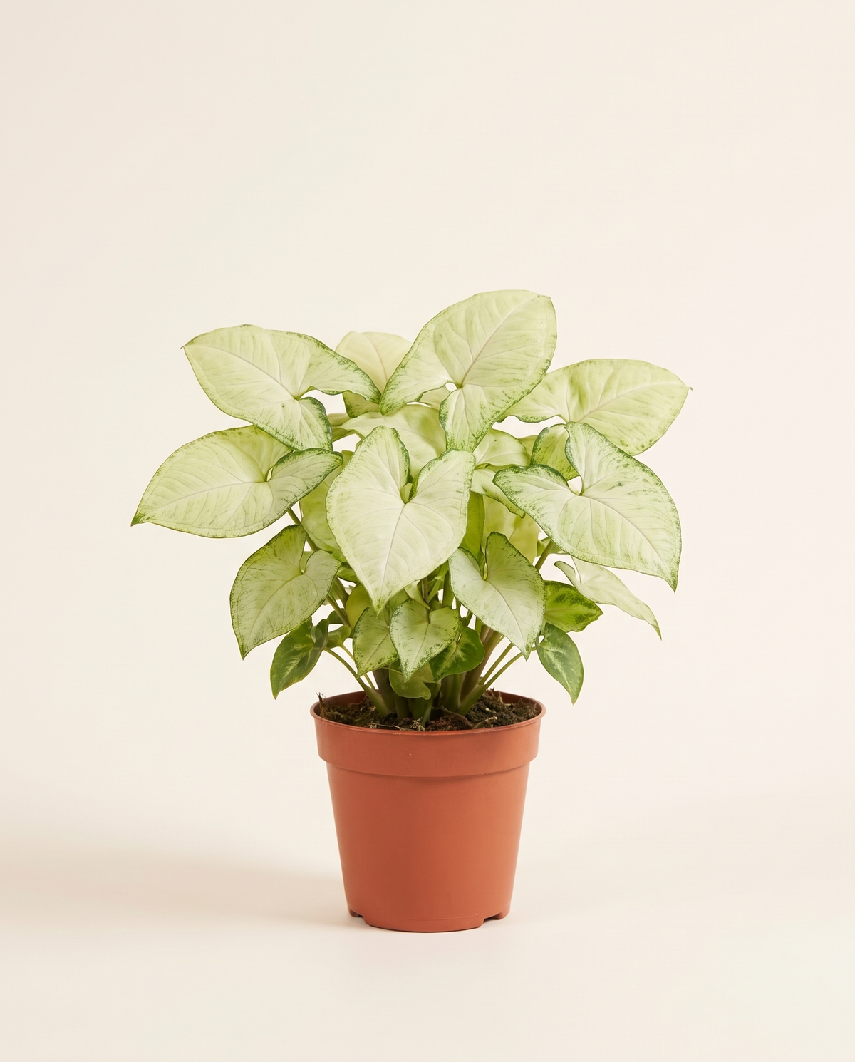 Syngonium podophyllum White in a terracotta nursery pot