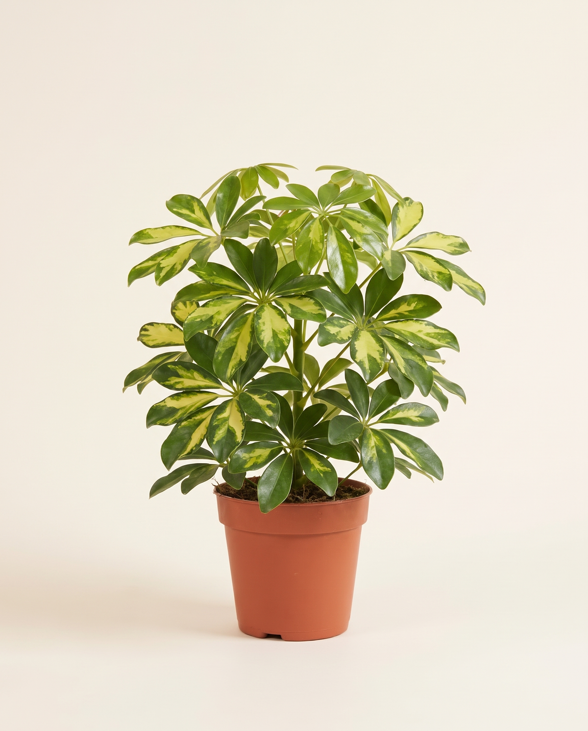 Schefflera arboricola Golden dwarf umbrella tree in a terracotta nursery pot