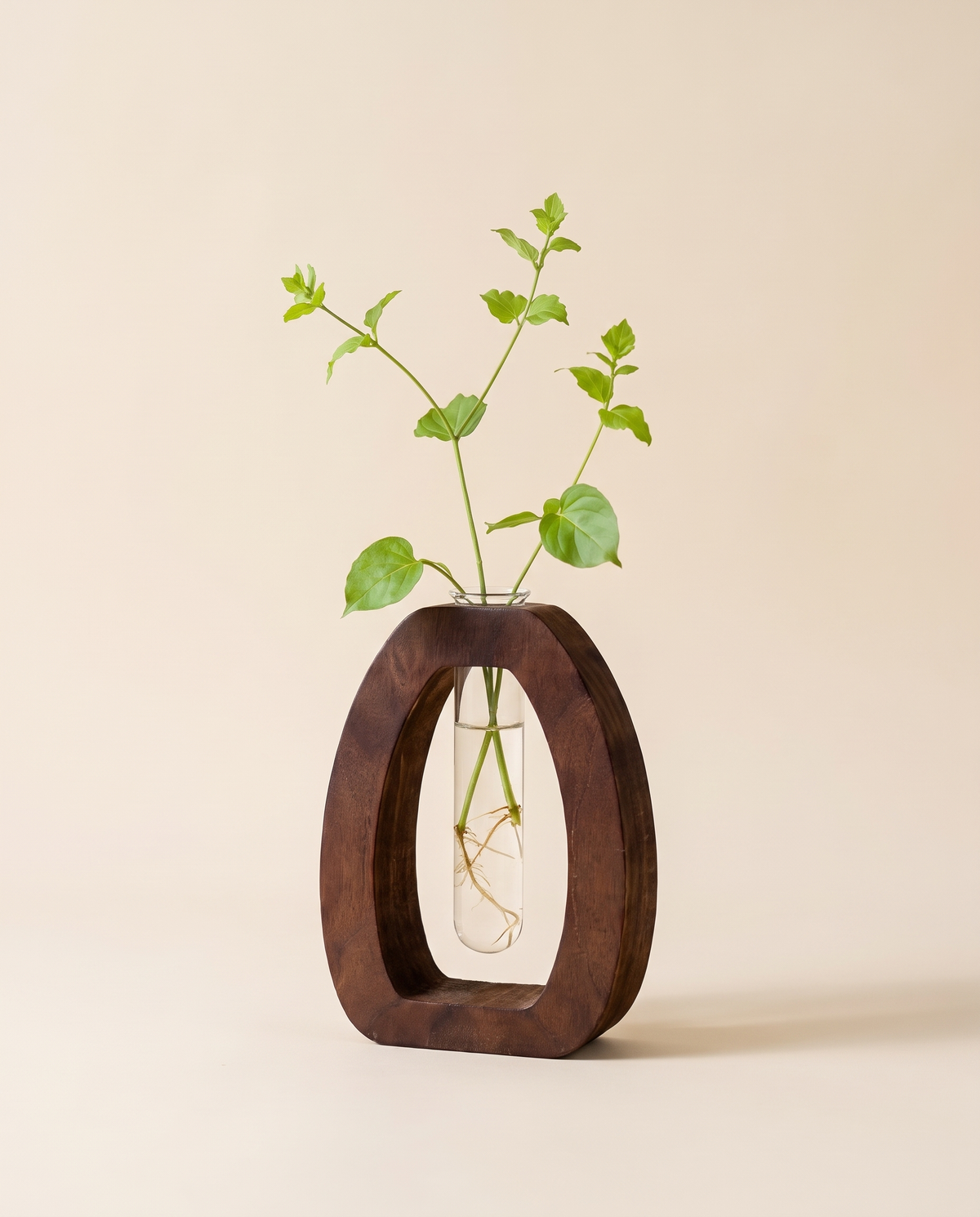 Walnut arch vase with a cutting rooting in the glass tube
