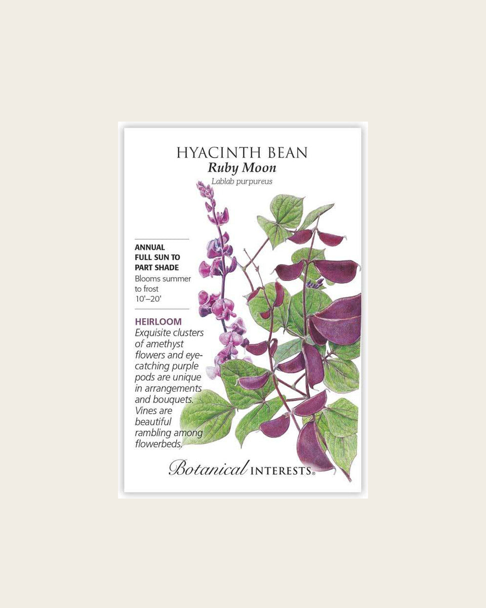 Hyacinth, Ruby Moon Hyacinth Bean Seeds – Heirloom