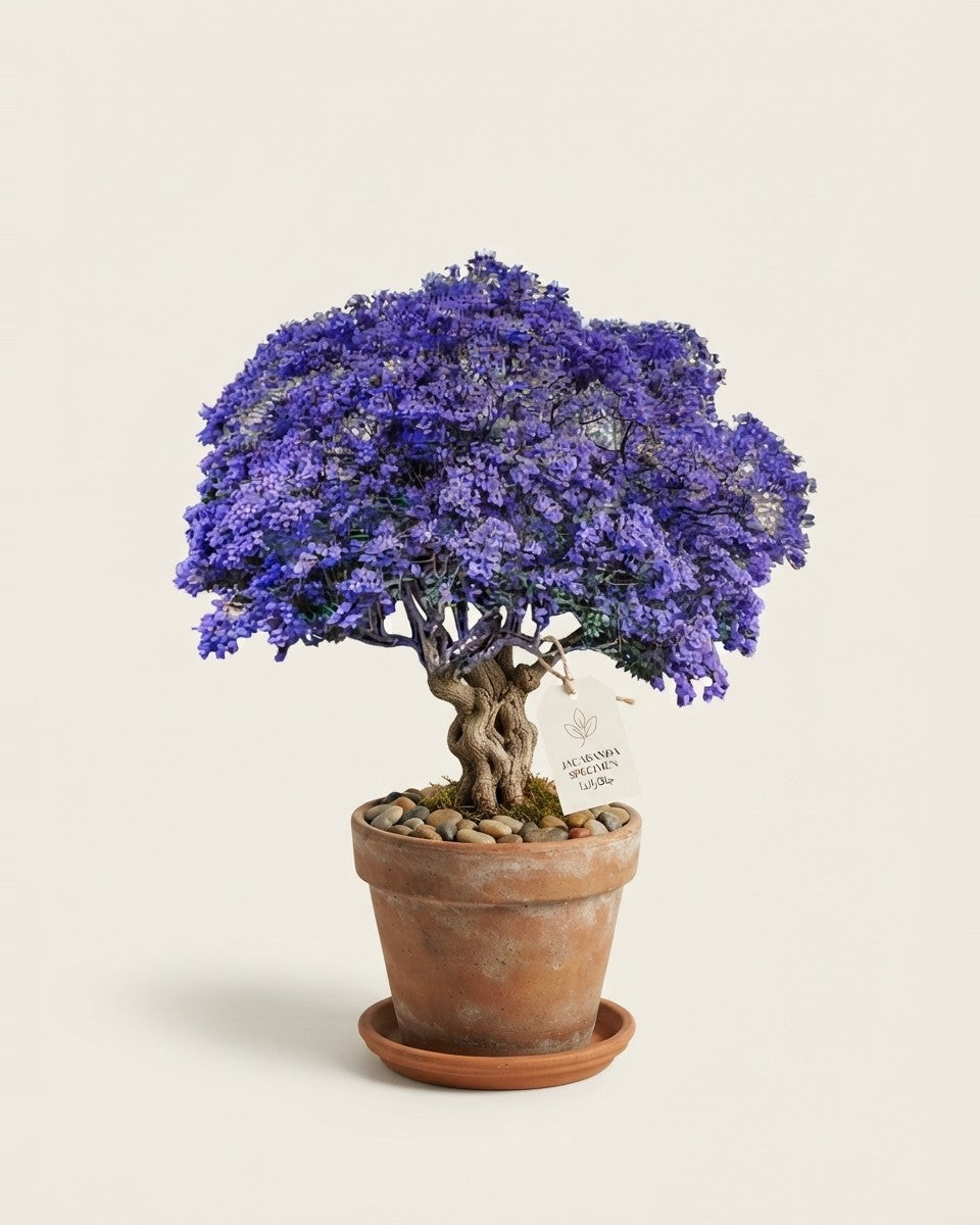 Purple Jacaranda Seeds 25 Seeds جاكرندا بنفسجي