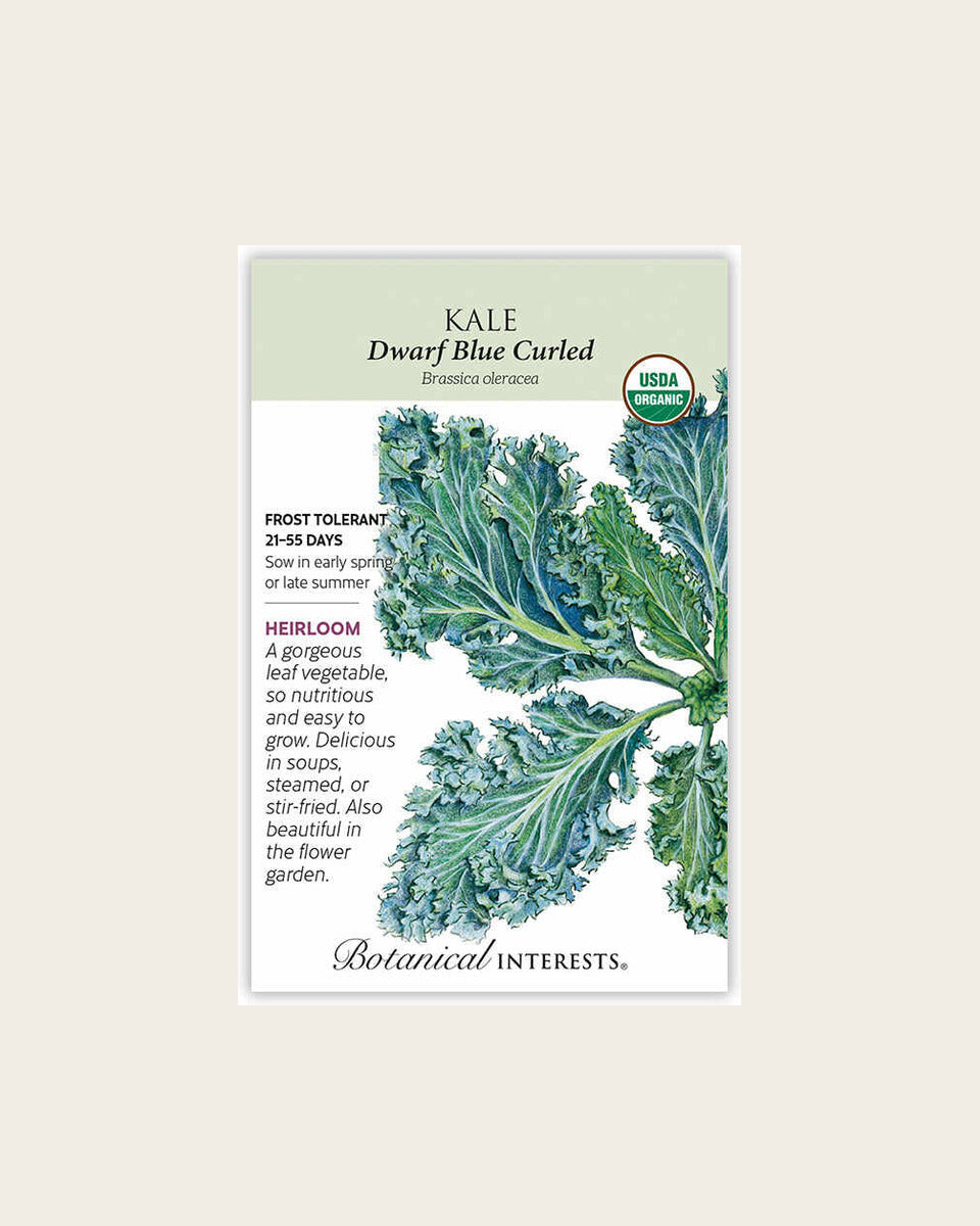 Kale, Dwarf Blue Curled Kale Seeds – Organic, Heirloom