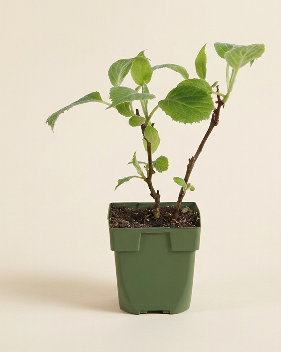 Kiwi Plant (Jenny)  نبات للحدائق - نبات الكيوي