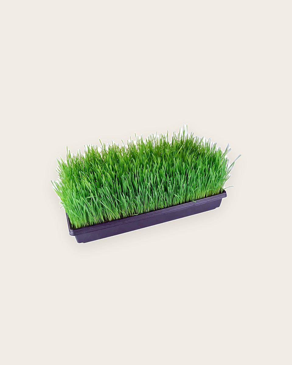Large Tray Black