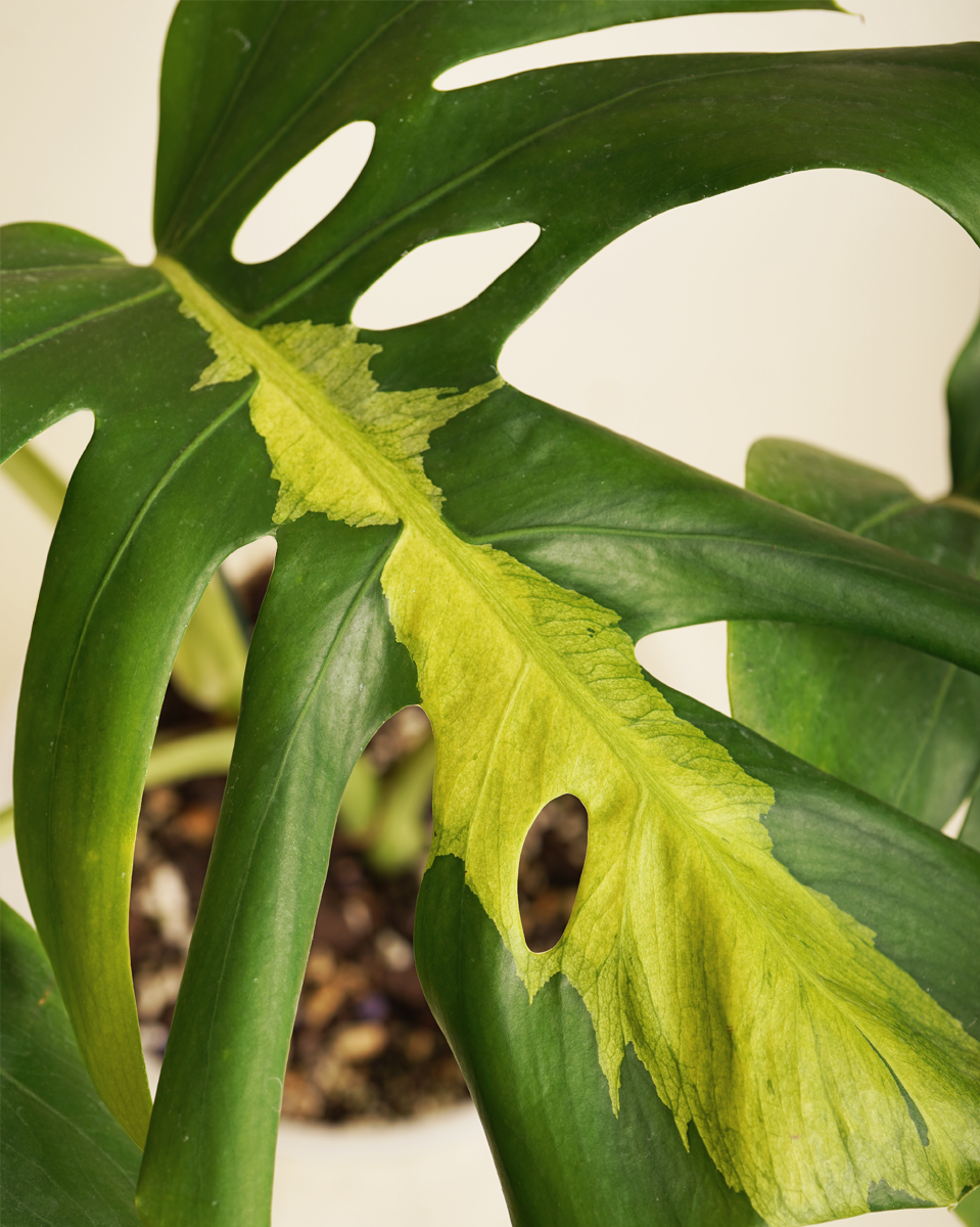 monstera deliciosa white lava Monstera White Lava مونستيرا وايت لافا – NABAT