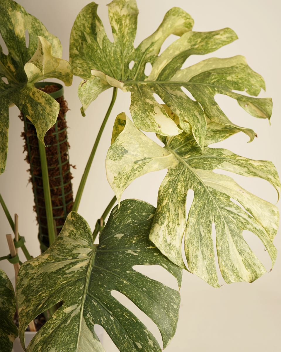 Monstera Legacy مونستيرا ليغاسي