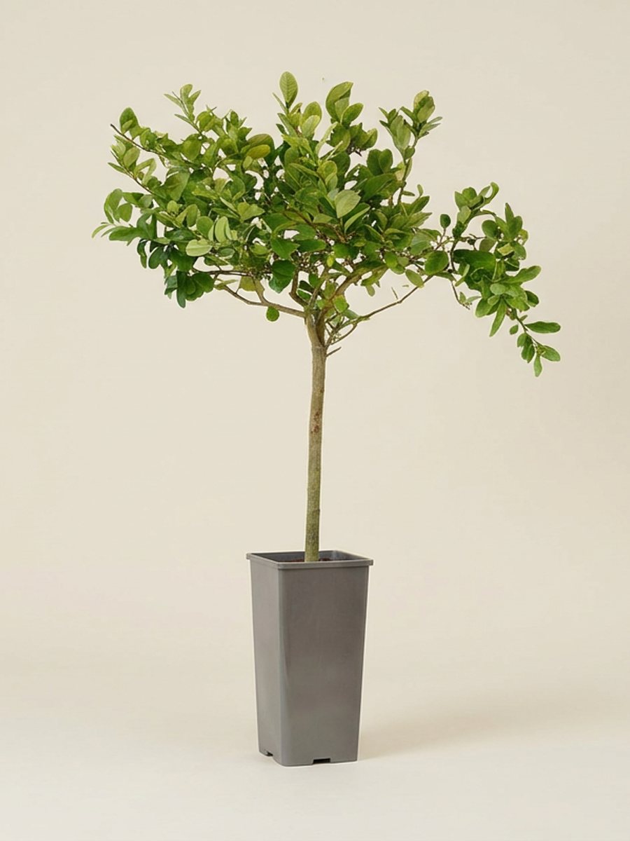 Lemon Plant Tree  نبات خارجي - شجرة الليمون