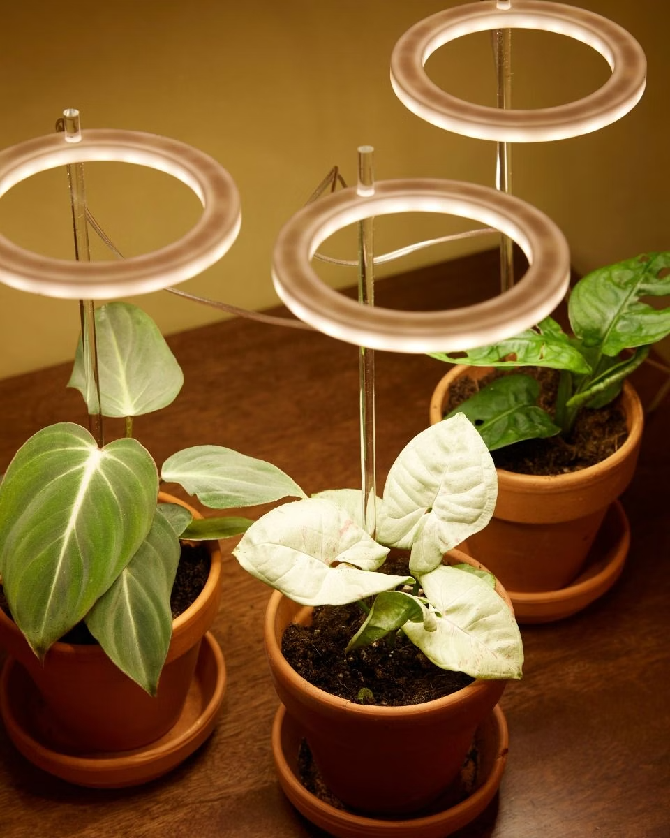 Grow Light Rings