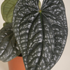 Anthurium Luxurians أنثوريوم لوكشوريانس