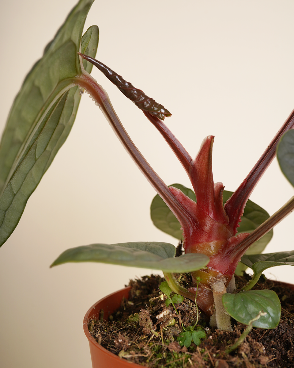 Anthurium Luxurians أنثوريوم لوكشوريانس