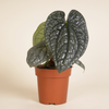 Anthurium Luxurians أنثوريوم لوكشوريانس
