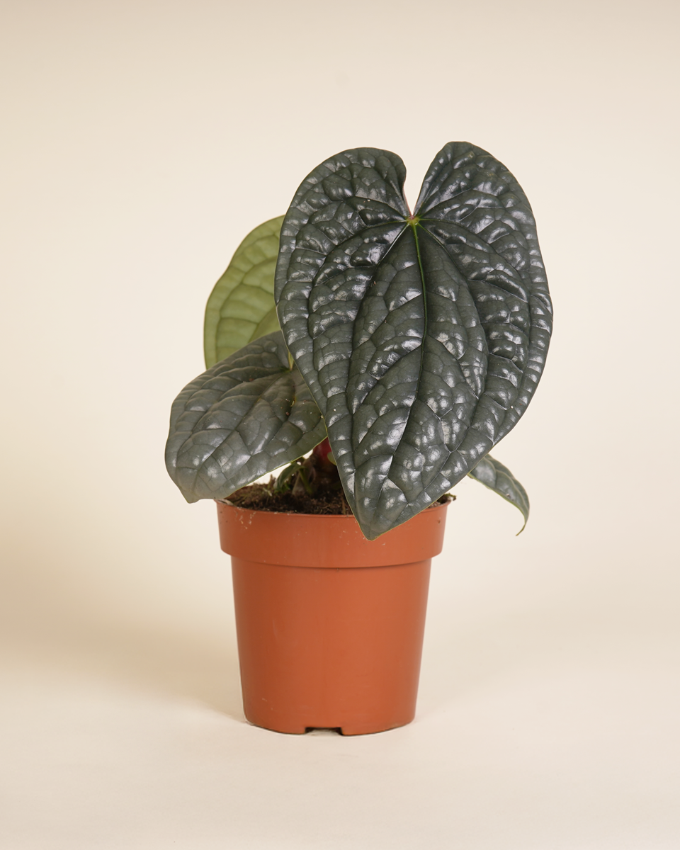 Anthurium Luxurians أنثوريوم لوكشوريانس