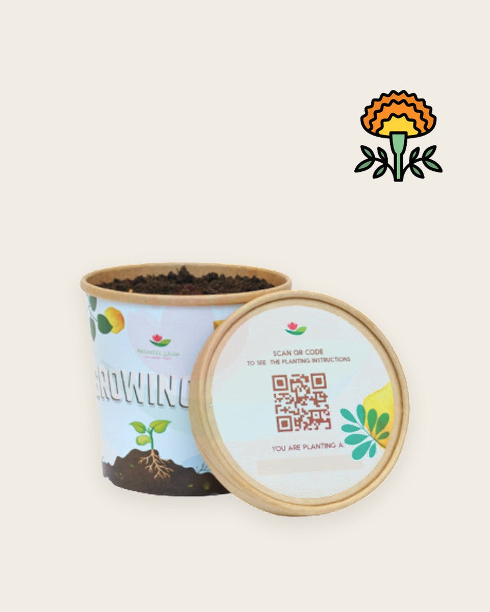 Marigold قطيفة