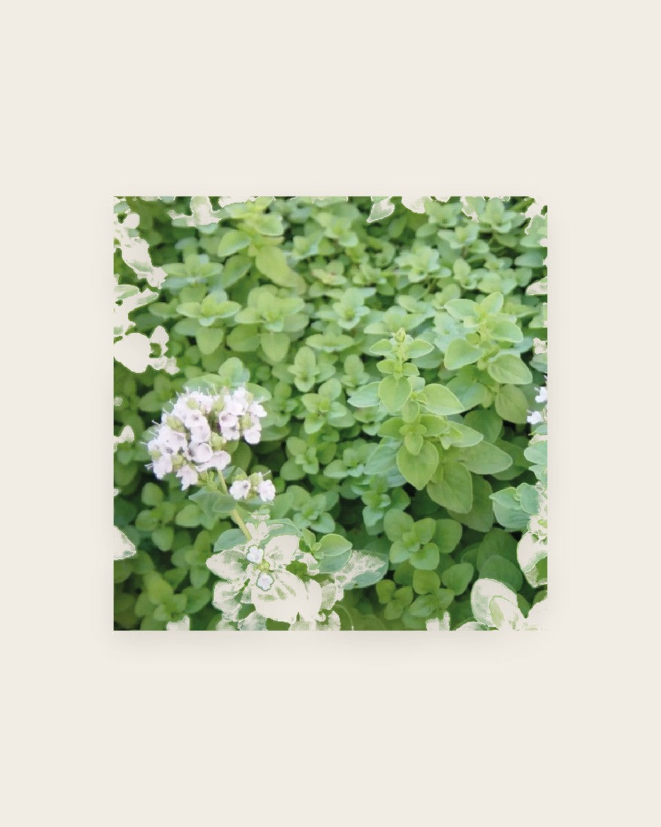 Marjoram Seeds 400 Seeds بذور نبتة البردقوش
