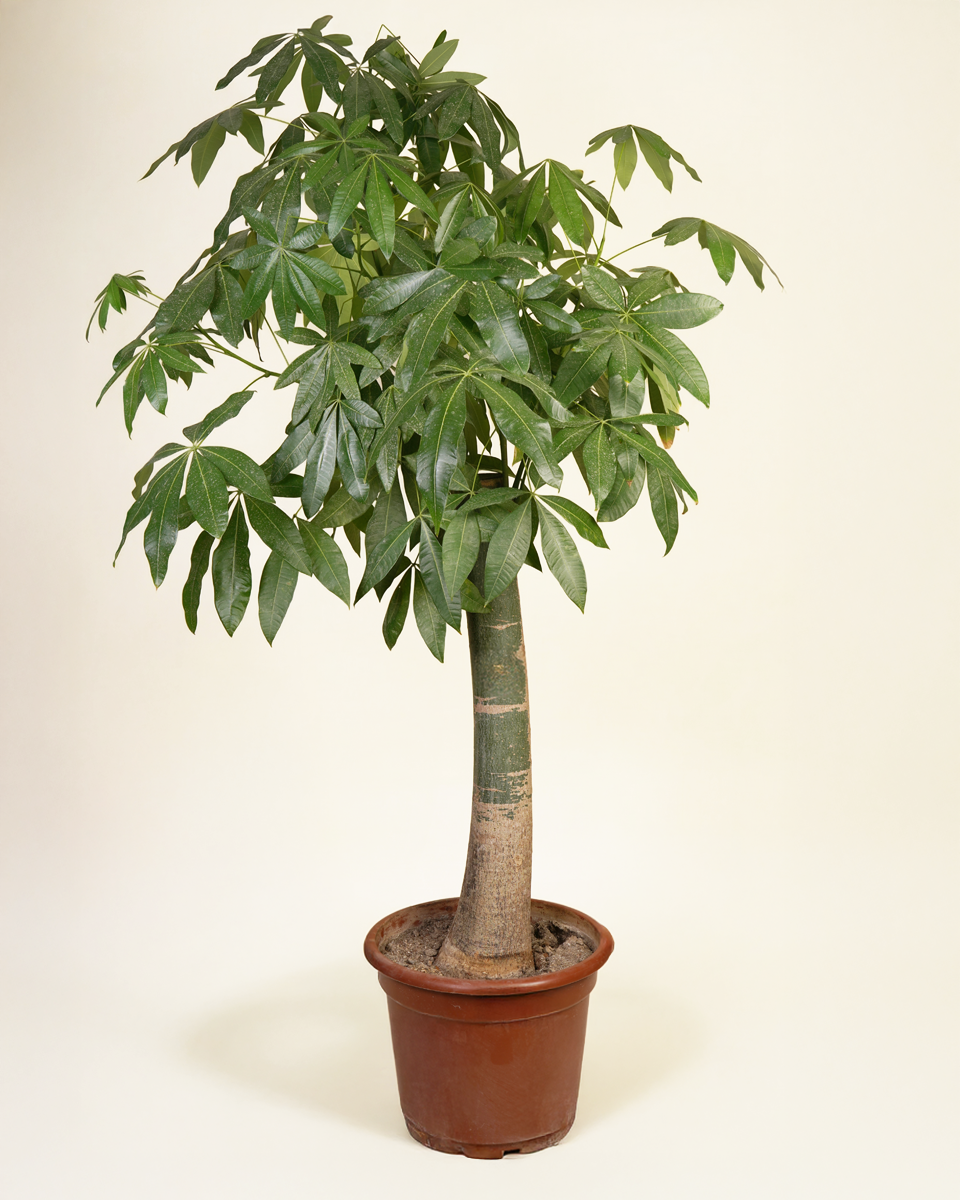 Mature Pachira Aquatica (Single Trunk)