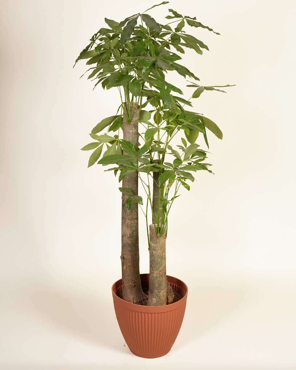 Mature Pachira Aquatica (3 Trunks)