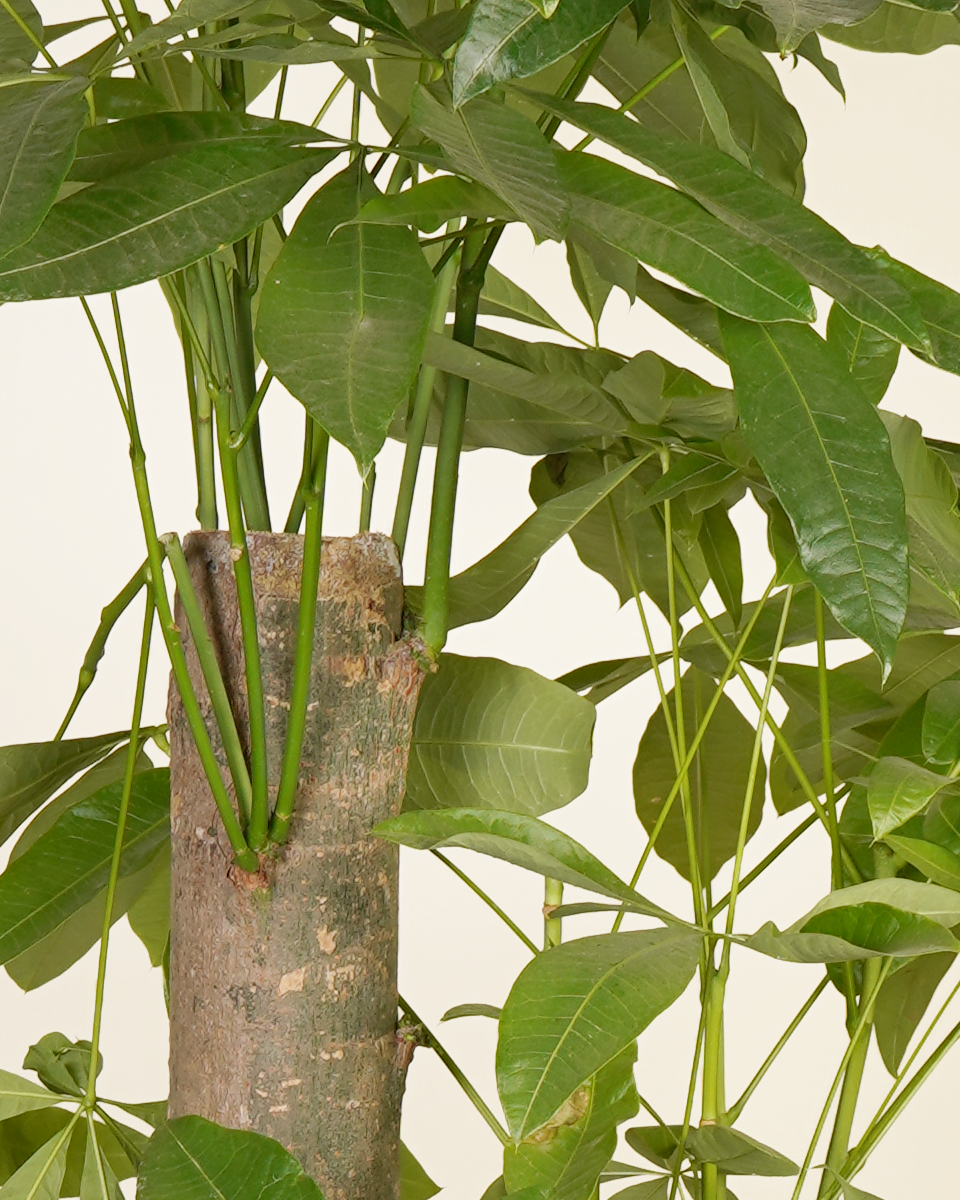 Mature Pachira Aquatica (3 Trunks)