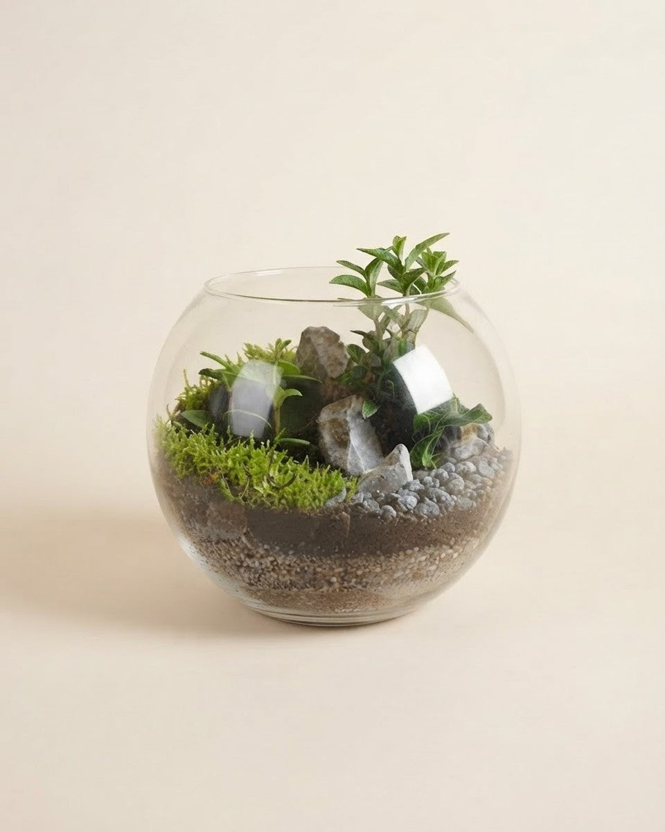 Medium Classic Terrarium تيراريوم