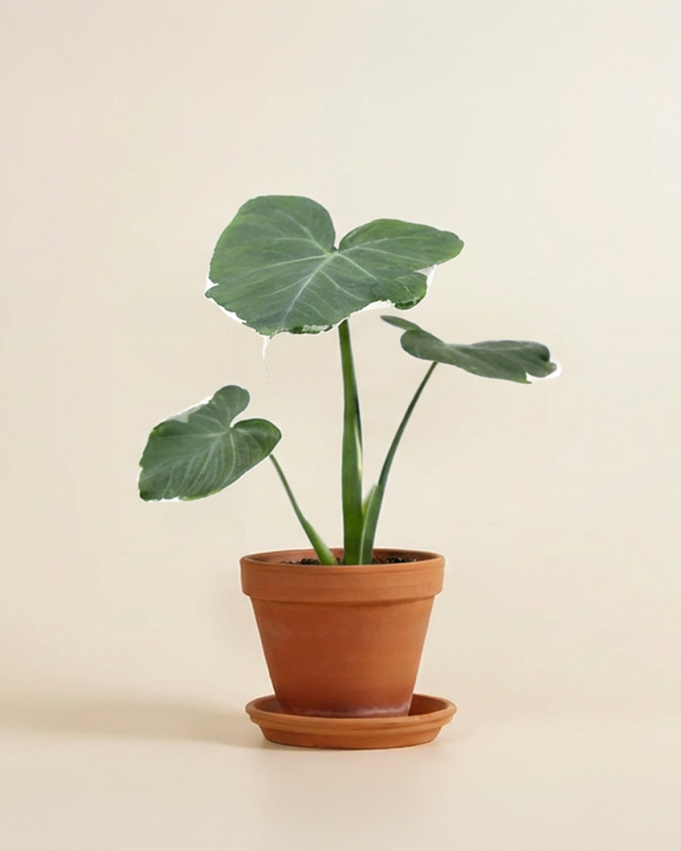 Alocasia Mickey Mouse  ألوكاسيا ميكي ماوس