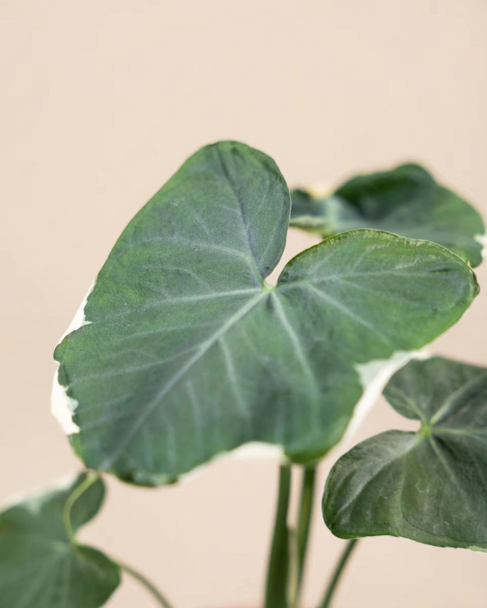 Alocasia Mickey Mouse  ألوكاسيا ميكي ماوس