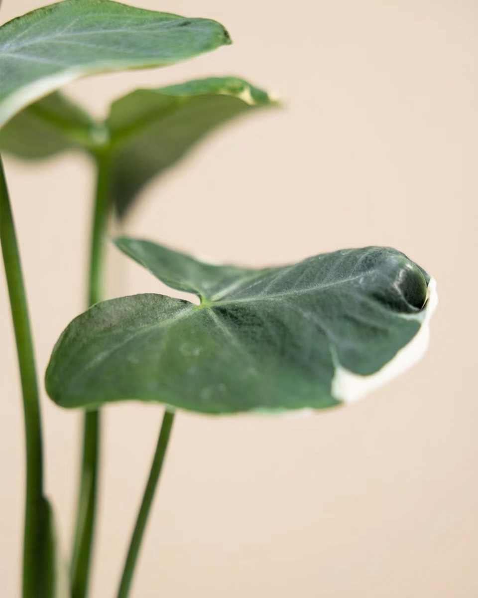 Alocasia Mickey Mouse  ألوكاسيا ميكي ماوس