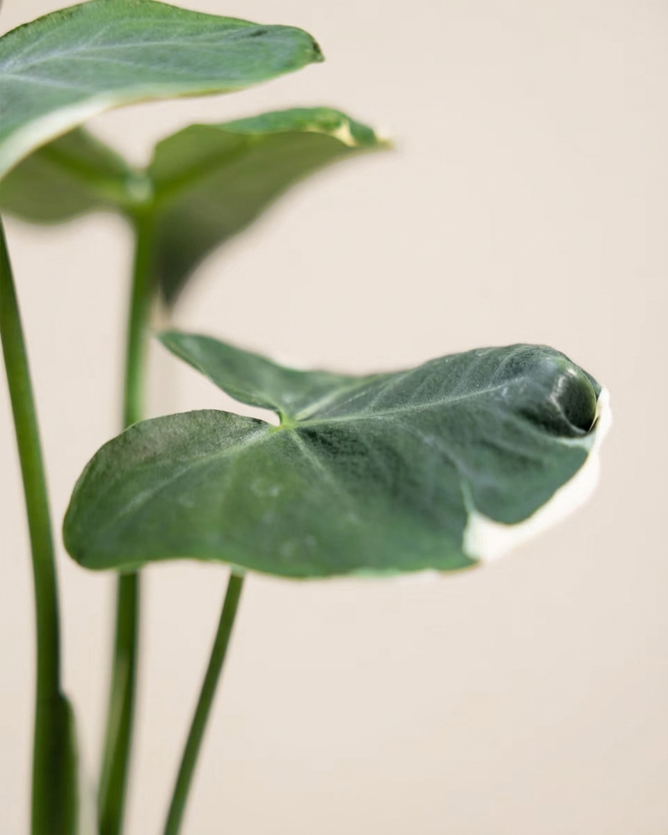 Alocasia Mickey Mouse  ألوكاسيا ميكي ماوس