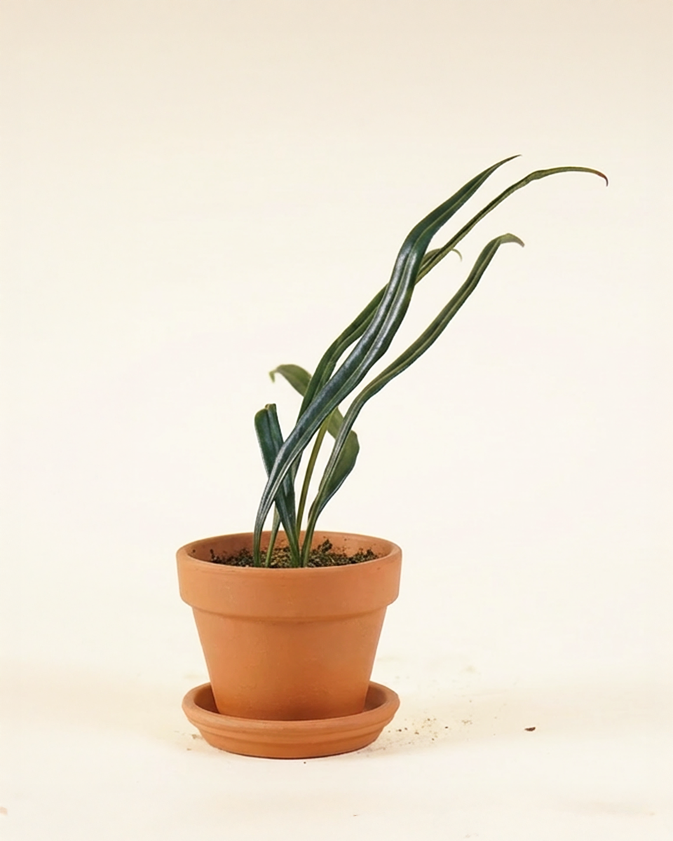 Microsorum Thailandicum  ميكروسوروم تايلانديكوم