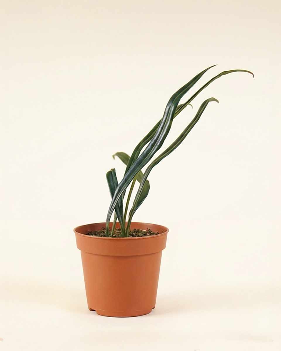 Potted plant microsorum thailandicum with long, curved leaves on a plain background