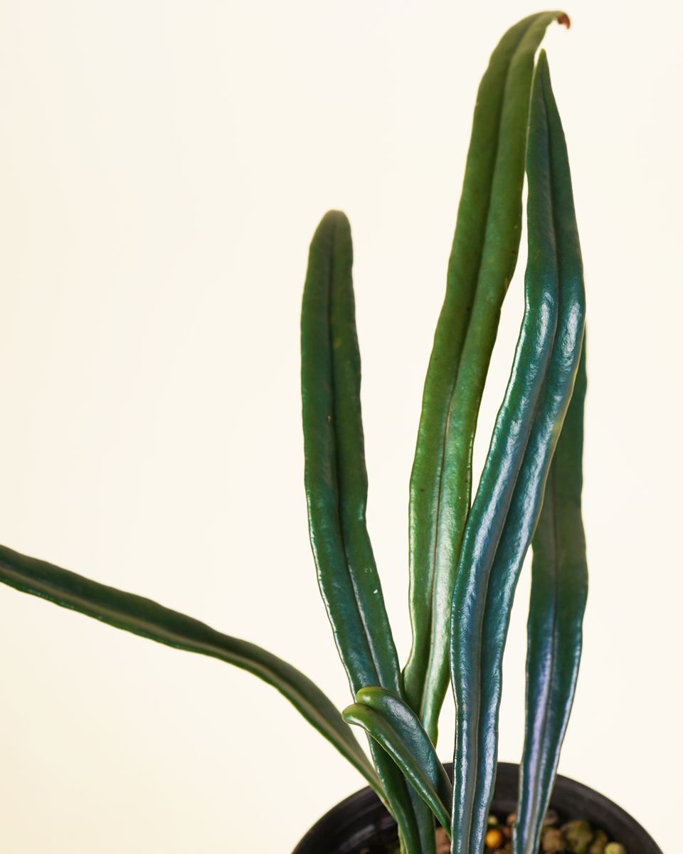 Microsorum Thailandicum  ميكروسوروم تايلانديكوم