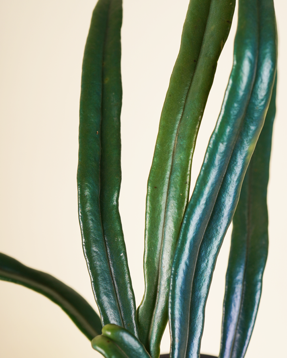 Microsorum Thailandicum  ميكروسوروم تايلانديكوم