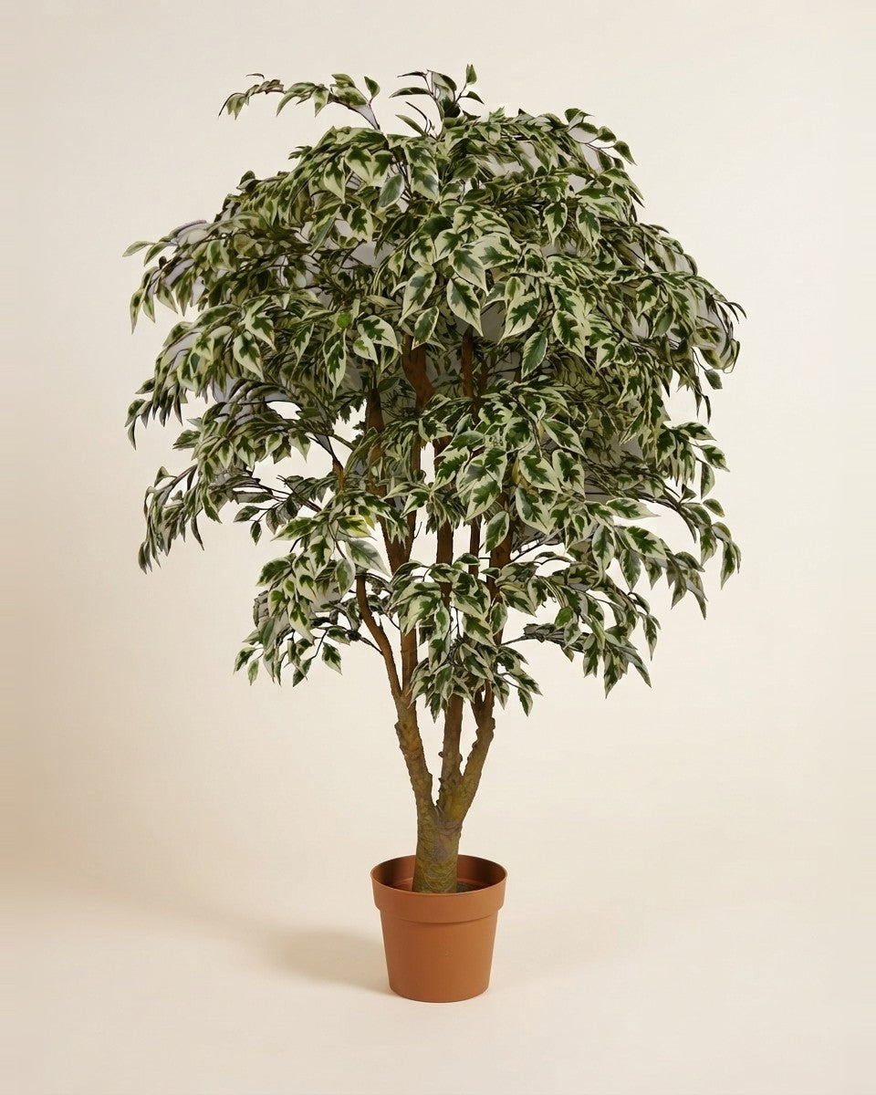 Mini Variegated Ficus L Vs فيكس