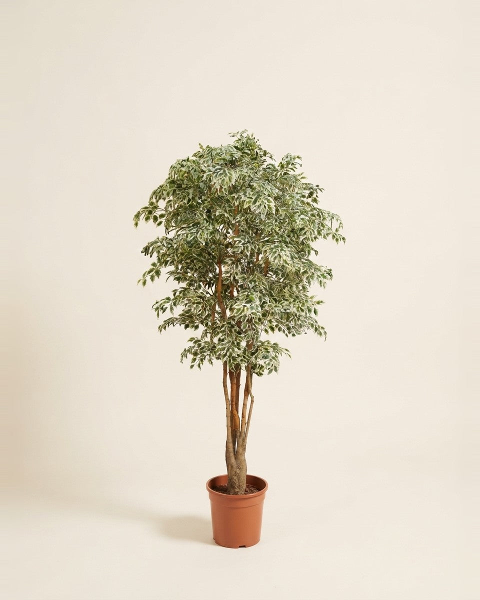 Mini Variegated Ficus Lv5 فيكس