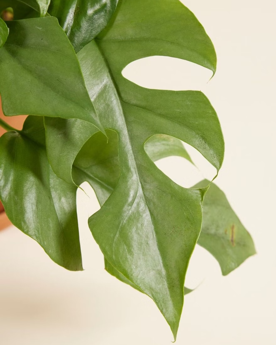 Close-up of a green leafy plant with a plain background