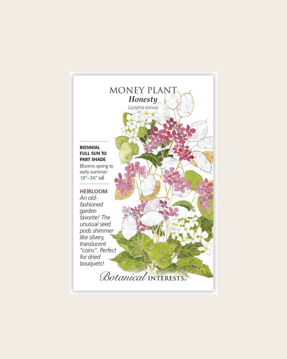 Money Plant, Honesty Money Plant Seeds – Heirloom بوتس