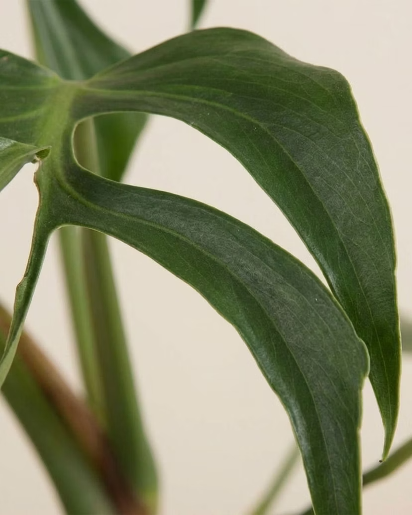 Monstera Burle Marx Flame  مونستيرة فليم