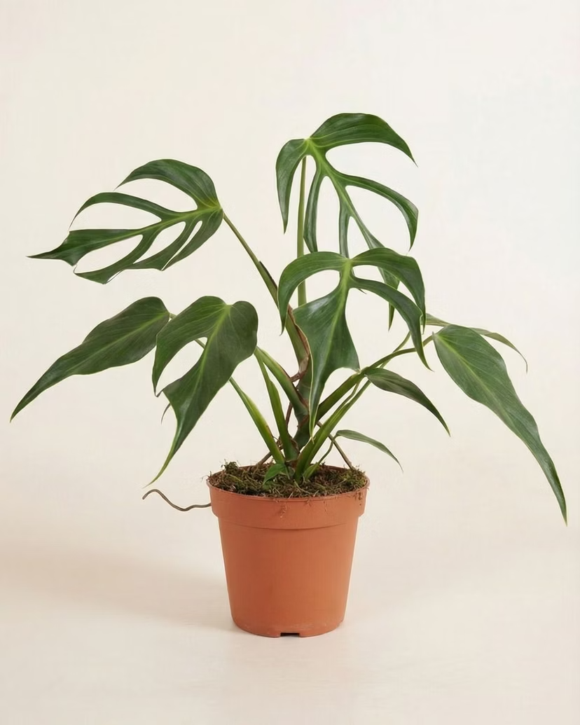 Monstera Burle Marx Flame  مونستيرة فليم