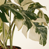 Monstera Variegated Albo (A-Grade) مونستيرا مبرقشة
