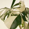 Monstera Variegated Albo (A-Grade) مونستيرا مبرقشة