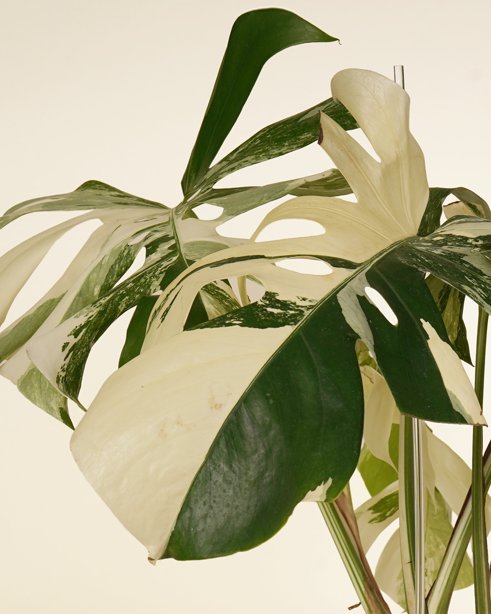 Monstera Variegated Albo (A-Grade) مونستيرا مبرقشة