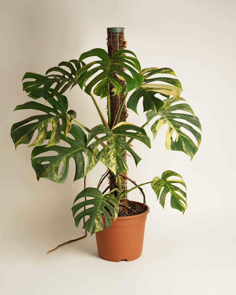 Monstera ‘Aurea Variegata’ (A-Grade) مونستيرا أوريا