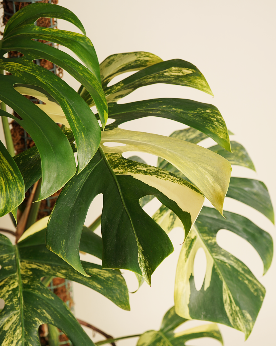 Monstera ‘Aurea Variegata’ (A-Grade) مونستيرا أوريا