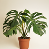 Monstera Jungle Mint (B-Grade) مونستيرا جانغل منت