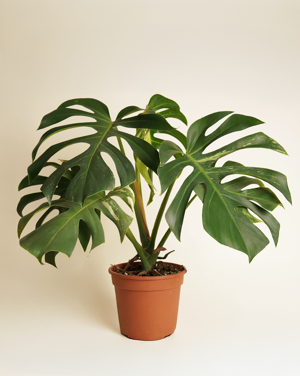 Monstera Jungle Mint (B-Grade) مونستيرا جانغل منت