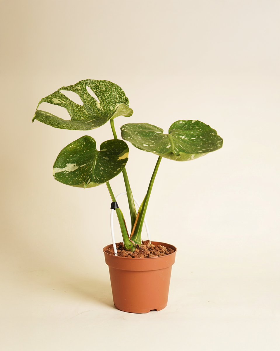 monstera deliciosa starlight Monstera 'Starlight' مونستيرا ستارلايت – NABAT
