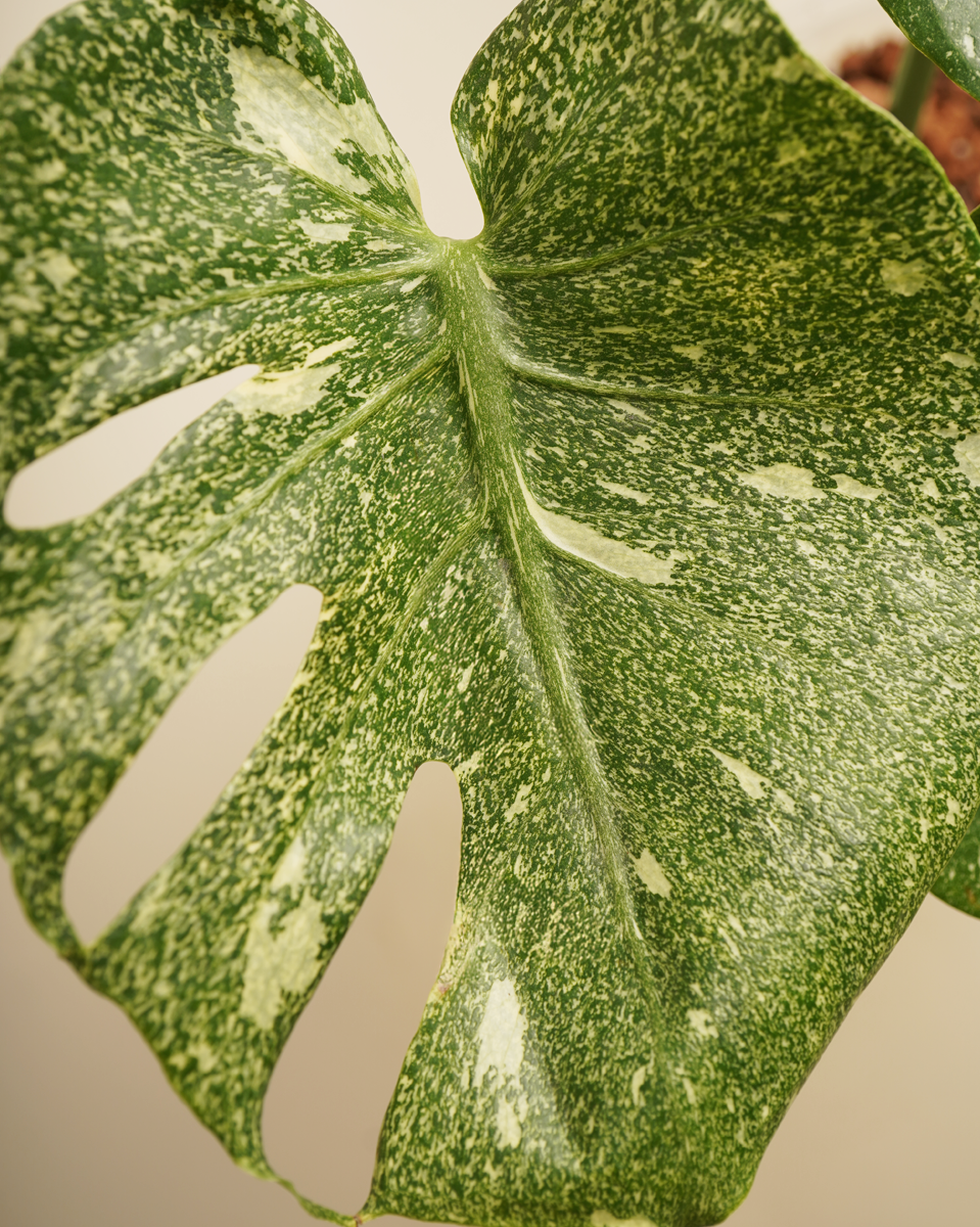 monstera deliciosa starlight Monstera 'Starlight' مونستيرا ستارلايت – NABAT