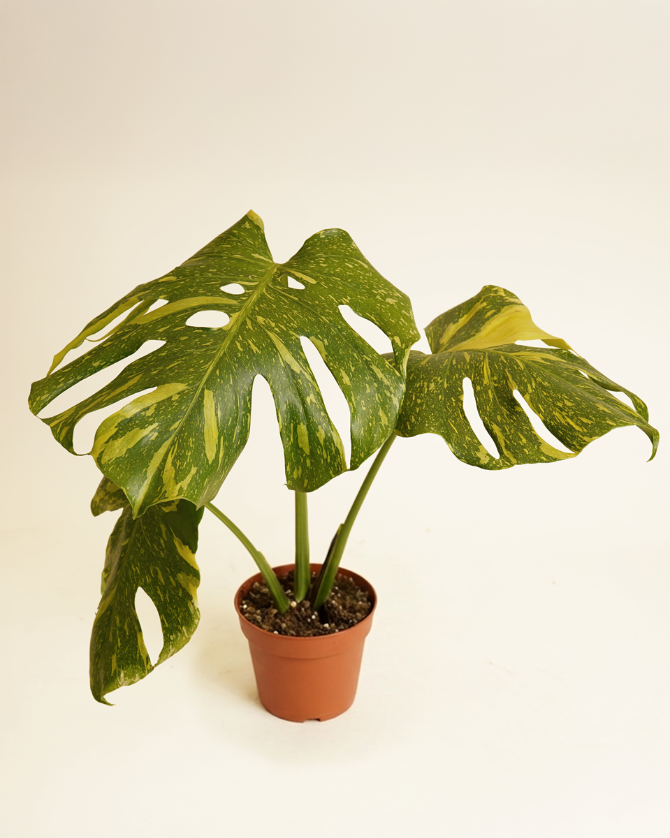 Monstera Electrolyte (A-Grade) مونستيرا إلكترولايت