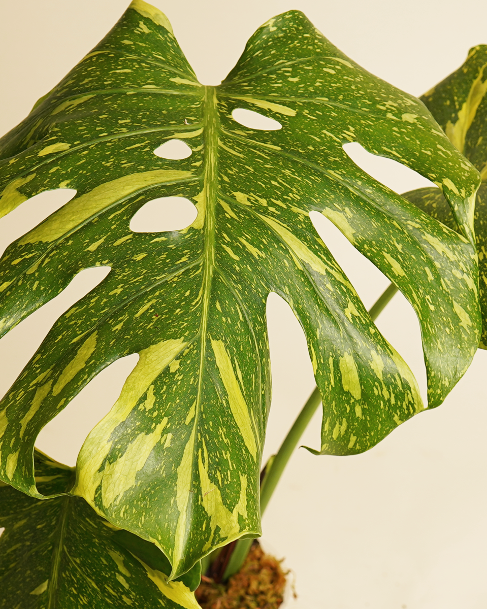 Monstera Electrolyte (A-Grade) مونستيرا إلكترولايت