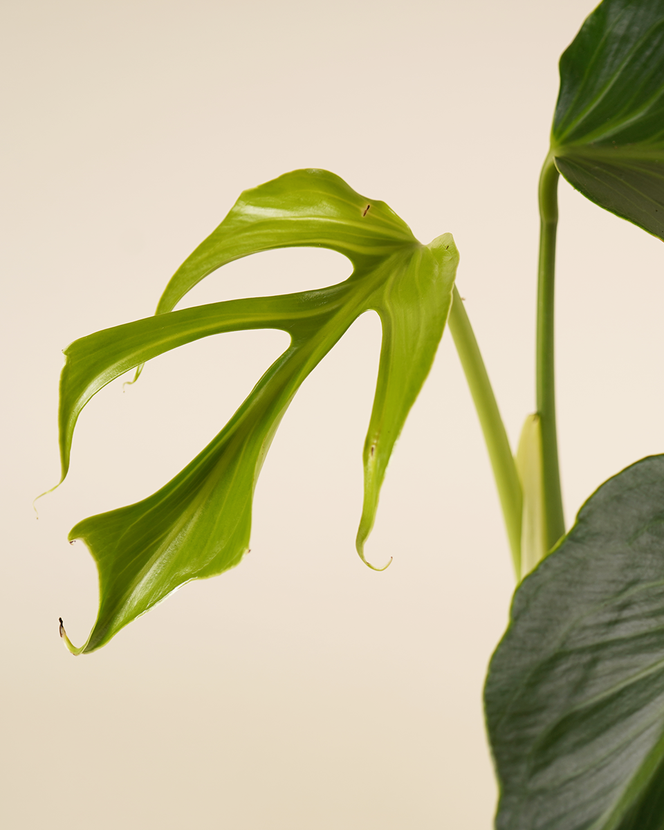 Monstera Burle Marx Flame  مونستيرة فليم